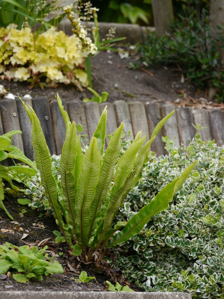 A shaded backyard garden bed filled with various hostas, ferns, and shade-tolerant groundcovers.